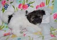 AKC SAMMY, a male Havanese for sale in Alma, NE – 3 of 3