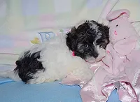 Bonnie, a female Havanese for sale in Alma, NE – 1 of 3