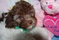 Sweet Chocolate, a female Havanese for sale in Alma, NE – 2 of 3
