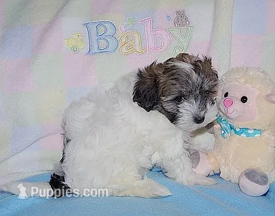 BELLE – Havanese puppy for sale in Alma, NE