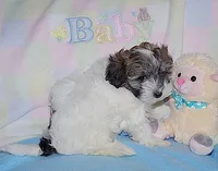 BELLE, a female Havanese for sale in Alma, NE – 1 of 3