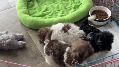 CocoBear, a male Havanese for sale in Alma, NE – 4 of 4