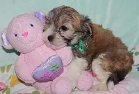 BABE, a female Havanese for sale in Alma, NE – 4 of 4