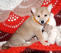 AKC FOXY GIRL with orange bow, a female Shiba Inu for sale in Alma, NE – 3 of 4