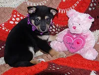 AKC BLACK N TAN GIRL purple bow, a female Shiba Inu for sale in Alma, NE – 2 of 2
