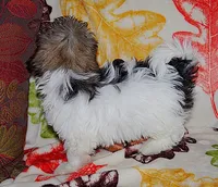 TY BEANIE BEAR, a male Havanese for sale in Alma, NE – 3 of 3