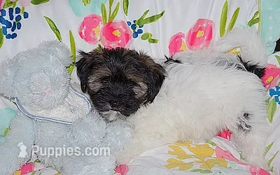 AKC SAMMY – Havanese puppy for sale in Alma, NE