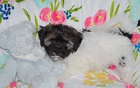 AKC SAMMY, a male Havanese for sale in Alma, NE – 1 of 3