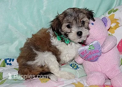 BABE – Havanese puppy for sale in Alma, NE