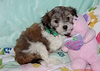 BABE, a female Havanese for sale in Alma, NE – 1 of 4
