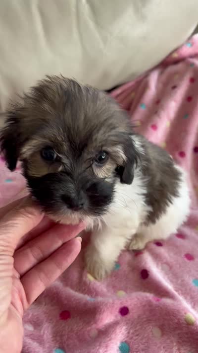 BILLY, a male Havanese for sale in Alma, NE – 4 of 4