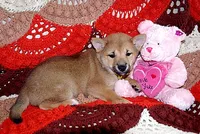 AKC FOXY GIRL yellow bow, a female Shiba Inu for sale in Alma, NE – 2 of 3