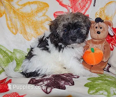 TY BEANIE BEAR – Havanese puppy for sale in Alma, NE