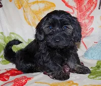 TUCKER, a male Havanese for sale in Alma, NE – 1 of 2