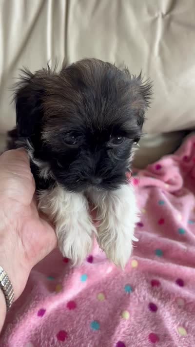 PRINCE, a male Havanese for sale in Alma, NE – 4 of 4