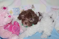 Sweet Chocolate, a female Havanese for sale in Alma, NE – 3 of 3