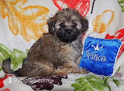 PRINCE – Havanese puppy for sale in Alma, NE