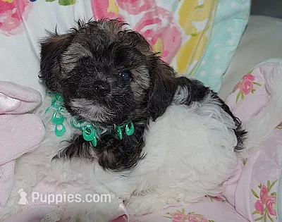 AKC SUNSHINE – Havanese puppy for sale in Alma, NE