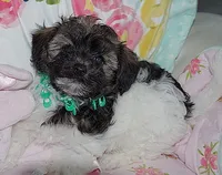 AKC SUNSHINE, a female Havanese for sale in Alma, NE – 1 of 3
