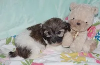 BILLY, a male Havanese for sale in Alma, NE – 3 of 4