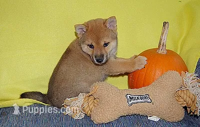 AKC FOXY RED  – Shiba Inu puppy for sale in Alma, NE
