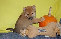 AKC FOXY RED , a male Shiba Inu for sale in Alma, NE – 1 of 3