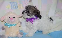 BELLE, a female Havanese for sale in Alma, NE – 3 of 3