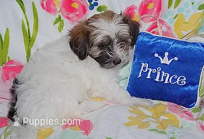 AKC SUNNY – Havanese puppy for sale in Alma, NE