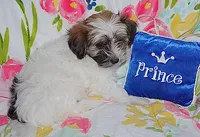 AKC SUNNY, a male Havanese for sale in Alma, NE – 1 of 3