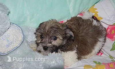 BUDDY – Havanese puppy for sale in Alma, NE
