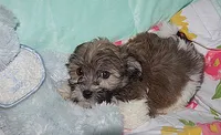 BUDDY, a male Havanese for sale in Alma, NE – 1 of 3