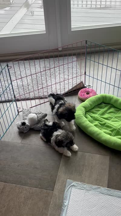 BuckaRoo, a male Havanese for sale in Alma, NE – 4 of 4