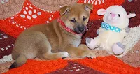 AKC LOXY RED girl , a female Shiba Inu for sale in Alma, NE – 2 of 3