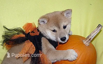 AKC FOXY GIRL with orange bow – Shiba Inu puppy for sale in Alma, NE