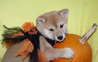 AKC FOXY GIRL with orange bow, a female Shiba Inu for sale in Alma, NE – 1 of 4
