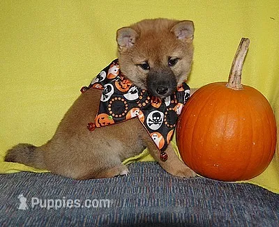 AKC FOXY BLUE BOY – Shiba Inu puppy for sale in Alma, NE