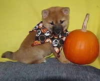 AKC FOXY BLUE BOY, a male Shiba Inu for sale in Alma, NE – 1 of 4