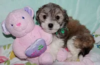 BABE, a female Havanese for sale in Alma, NE – 3 of 4