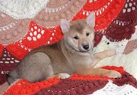 AKC FOXY RED , a male Shiba Inu for sale in Alma, NE – 2 of 3