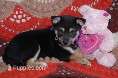 AKC BLACK N TAN GIRL purple bow – Shiba Inu puppy for sale in Alma, NE