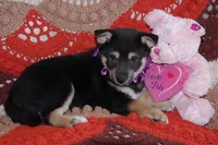 AKC BLACK N TAN GIRL purple bow, a female Shiba Inu for sale in Alma, NE – 1 of 2