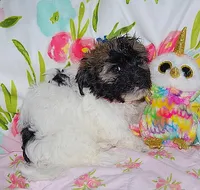AKC PEACHES, a female Havanese for sale in Alma, NE – 4 of 4