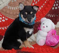 AKC LOXY Black n Tan Girl w/blue bow, a female Shiba Inu for sale in Alma, NE – 2 of 3