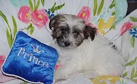 AKC SUNNY, a male Havanese for sale in Alma, NE – 2 of 3