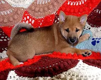 AKC FOXY BLUE BOY, a male Shiba Inu for sale in Alma, NE – 2 of 4