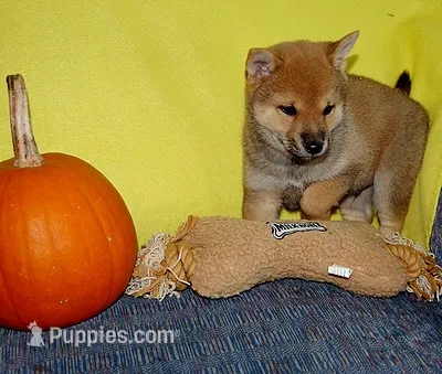AKC FOXY GIRL yellow bow – Shiba Inu puppy for sale in Alma, NE