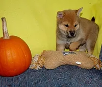 AKC FOXY GIRL yellow bow, a female Shiba Inu for sale in Alma, NE – 1 of 3