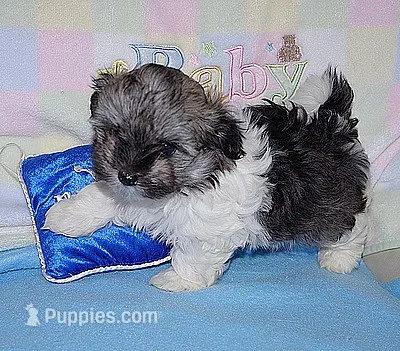 Benny – Havanese puppy for sale in Alma, NE