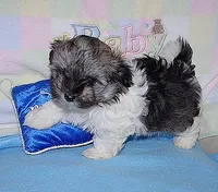 Benny, a male Havanese for sale in Alma, NE – 1 of 2