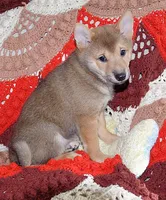 AKC FOXY RED , a male Shiba Inu for sale in Alma, NE – 3 of 3